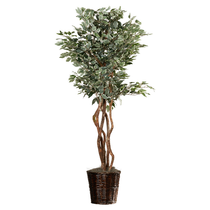 72'' Faux Ficus Tree in Rattan Basket & Reviews Birch Lane